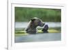 Brown Bear and Salmon, Katmai National Park, Alaska-Paul Souders-Framed Photographic Print