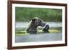 Brown Bear and Salmon, Katmai National Park, Alaska-Paul Souders-Framed Photographic Print