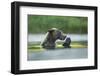 Brown Bear and Salmon, Katmai National Park, Alaska-Paul Souders-Framed Photographic Print