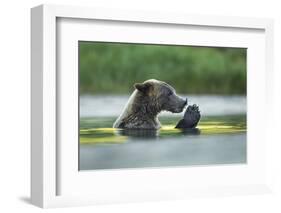 Brown Bear and Salmon, Katmai National Park, Alaska-Paul Souders-Framed Photographic Print