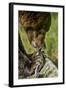 Brown Bear and Salmon, Katmai National Park, Alaska-Paul Souders-Framed Photographic Print