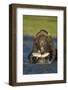 Brown Bear and Salmon, Katmai National Park, Alaska-Paul Souders-Framed Photographic Print