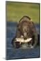 Brown Bear and Salmon, Katmai National Park, Alaska-Paul Souders-Mounted Photographic Print