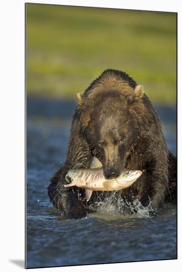 Brown Bear and Salmon, Katmai National Park, Alaska-Paul Souders-Mounted Photographic Print