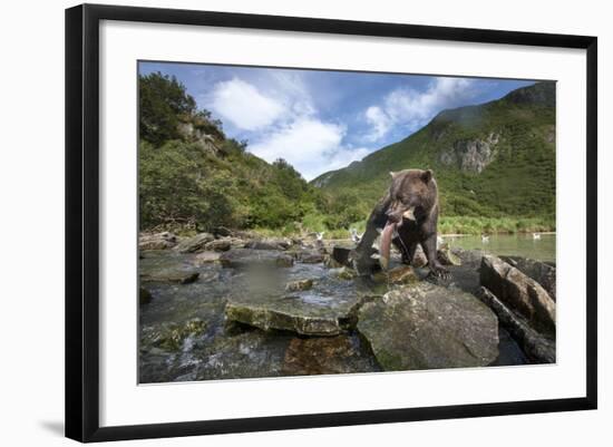 Brown Bear and Salmon, Katmai National Park, Alaska-Paul Souders-Framed Photographic Print