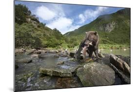 Brown Bear and Salmon, Katmai National Park, Alaska-Paul Souders-Mounted Photographic Print