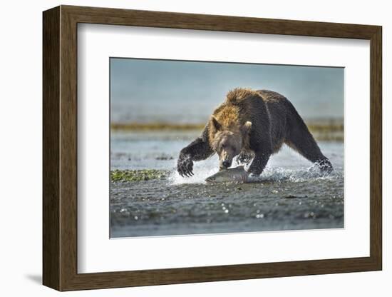 Brown Bear and Salmon, Katmai National Park, Alaska-Paul Souders-Framed Photographic Print