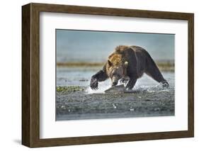 Brown Bear and Salmon, Katmai National Park, Alaska-Paul Souders-Framed Photographic Print