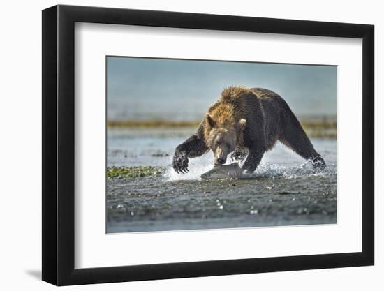 Brown Bear and Salmon, Katmai National Park, Alaska-Paul Souders-Framed Photographic Print