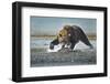 Brown Bear and Salmon, Katmai National Park, Alaska-Paul Souders-Framed Photographic Print