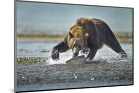 Brown Bear and Salmon, Katmai National Park, Alaska-Paul Souders-Mounted Photographic Print