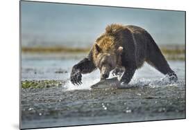 Brown Bear and Salmon, Katmai National Park, Alaska-Paul Souders-Mounted Photographic Print