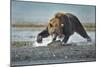 Brown Bear and Salmon, Katmai National Park, Alaska-Paul Souders-Mounted Photographic Print