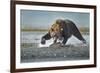 Brown Bear and Salmon, Katmai National Park, Alaska-Paul Souders-Framed Photographic Print