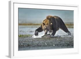 Brown Bear and Salmon, Katmai National Park, Alaska-Paul Souders-Framed Photographic Print