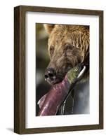 Brown Bear and Salmon, Katmai National Park, Alaska-null-Framed Photographic Print