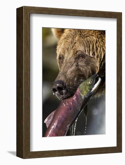 Brown Bear and Salmon, Katmai National Park, Alaska-null-Framed Photographic Print