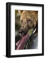 Brown Bear and Salmon, Katmai National Park, Alaska-null-Framed Photographic Print