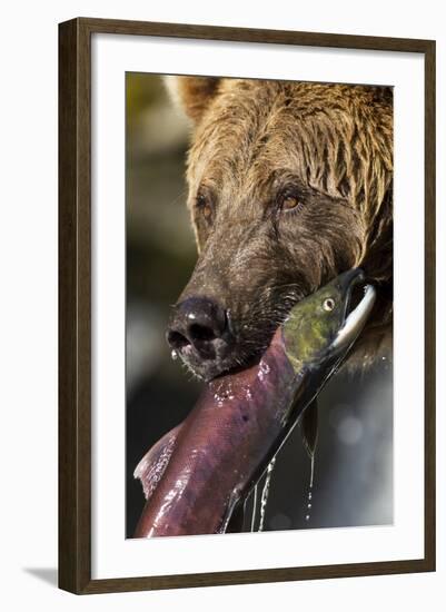 Brown Bear and Salmon, Katmai National Park, Alaska-null-Framed Photographic Print