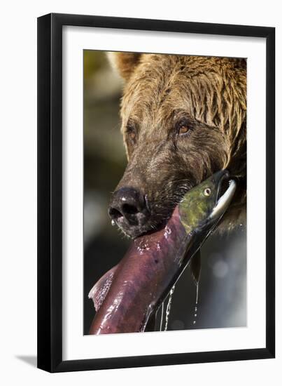 Brown Bear and Salmon, Katmai National Park, Alaska-null-Framed Photographic Print