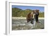 Brown Bear and Salmon, Katmai National Park, Alaska-Paul Souders-Framed Photographic Print