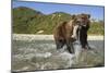 Brown Bear and Salmon, Katmai National Park, Alaska-Paul Souders-Mounted Photographic Print