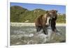 Brown Bear and Salmon, Katmai National Park, Alaska-Paul Souders-Framed Photographic Print