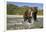 Brown Bear and Salmon, Katmai National Park, Alaska-Paul Souders-Framed Photographic Print