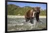 Brown Bear and Salmon, Katmai National Park, Alaska-Paul Souders-Framed Photographic Print