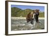 Brown Bear and Salmon, Katmai National Park, Alaska-Paul Souders-Framed Photographic Print