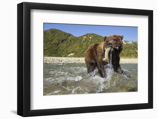 Brown Bear and Salmon, Katmai National Park, Alaska-Paul Souders-Framed Photographic Print