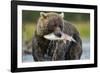 Brown Bear and Salmon, Katmai National Park, Alaska-Paul Souders-Framed Photographic Print