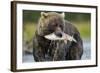 Brown Bear and Salmon, Katmai National Park, Alaska-Paul Souders-Framed Photographic Print