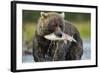 Brown Bear and Salmon, Katmai National Park, Alaska-Paul Souders-Framed Photographic Print