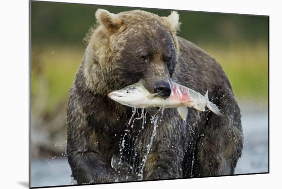 Brown Bear and Salmon, Katmai National Park, Alaska-Paul Souders-Mounted Photographic Print