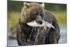 Brown Bear and Salmon, Katmai National Park, Alaska-Paul Souders-Mounted Photographic Print