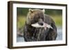 Brown Bear and Salmon, Katmai National Park, Alaska-Paul Souders-Framed Photographic Print