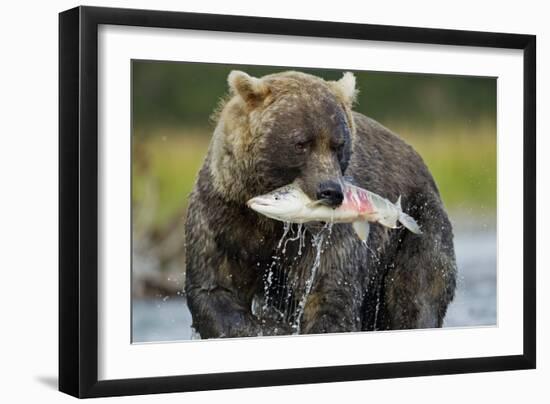 Brown Bear and Salmon, Katmai National Park, Alaska-Paul Souders-Framed Photographic Print