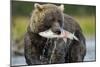 Brown Bear and Salmon, Katmai National Park, Alaska-Paul Souders-Mounted Photographic Print