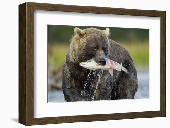 Brown Bear and Salmon, Katmai National Park, Alaska-Paul Souders-Framed Photographic Print