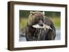 Brown Bear and Salmon, Katmai National Park, Alaska-Paul Souders-Framed Photographic Print