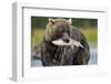 Brown Bear and Salmon, Katmai National Park, Alaska-Paul Souders-Framed Photographic Print