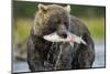 Brown Bear and Salmon, Katmai National Park, Alaska-Paul Souders-Mounted Photographic Print