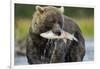 Brown Bear and Salmon, Katmai National Park, Alaska-Paul Souders-Framed Photographic Print