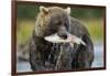 Brown Bear and Salmon, Katmai National Park, Alaska-Paul Souders-Framed Photographic Print