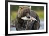 Brown Bear and Salmon, Katmai National Park, Alaska-Paul Souders-Framed Photographic Print