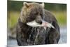 Brown Bear and Salmon, Katmai National Park, Alaska-Paul Souders-Mounted Photographic Print