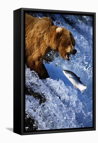 Brown Bear and Spawning Salmon-null-Framed Stretched Canvas