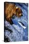 Brown Bear and Spawning Salmon-null-Stretched Canvas