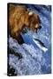 Brown Bear and Spawning Salmon-null-Stretched Canvas